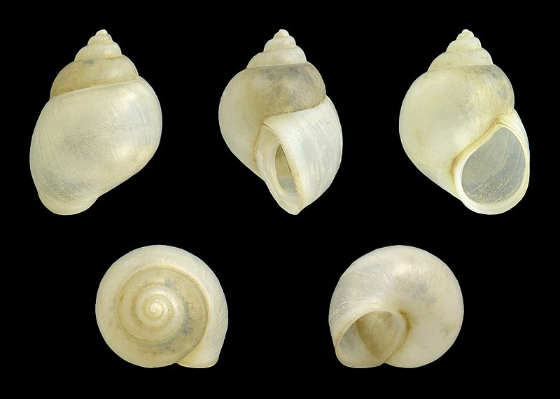 File:Bithynia tentaculata 01.JPG