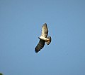 Black-and-white Hawk-Eagle Spizaetus melanoleucus (42816373161).jpg