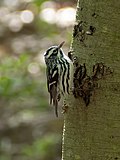 Thumbnail for File:Black and white warbler (01835).jpg