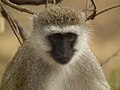 Black faced vervet monkey Chlorocebus pygerythrus in Tanzania 0738 Nevit.jpg