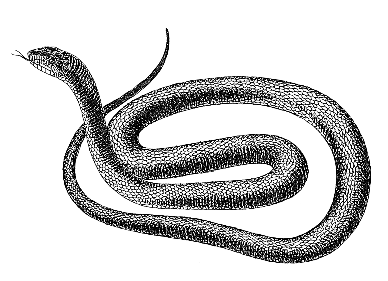 File:Black snake 1 (PSF).png - Wikimedia Commons