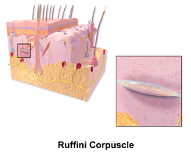 Нервные окончания Руффини.