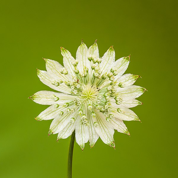 File:Bloem van een Astrantia major. 03-07-2021 (actm.).jpg