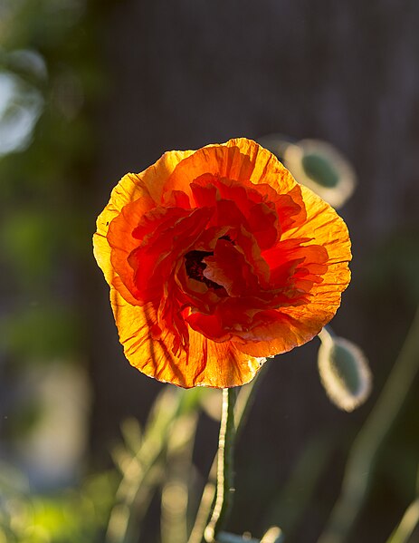 File:Blooming Poppy.jpg