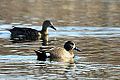 Blue-Winged Teals (8634116702).jpg