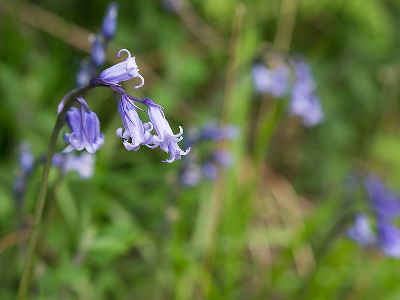 File:Bluebell (7819715182).jpg