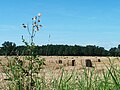 Čeština: Bodlák na poli s balíky slámy poblíž Břehova, okres České Budějovice English: Thistle in a field with straw bales near Břehov, České Budějovice district,Czech Republic