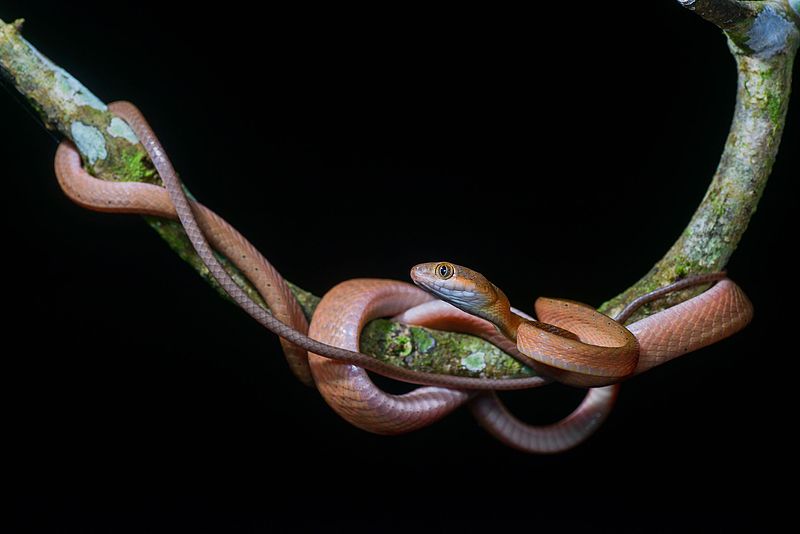 File:Boiga nigriceps Red cat snake.jpg