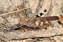 Boll's Grasshopper - Spharagemon bolli, Prince William Forest Park, Triangle, Virginia.jpg