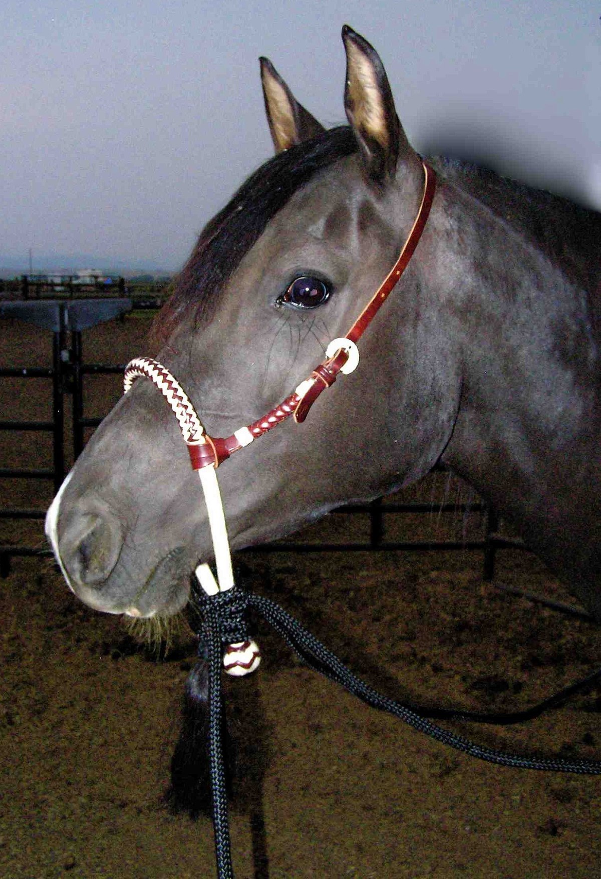 Iluminar En Escarchado Bozal (equitación) - Wikipedia, la enciclopedia libre
