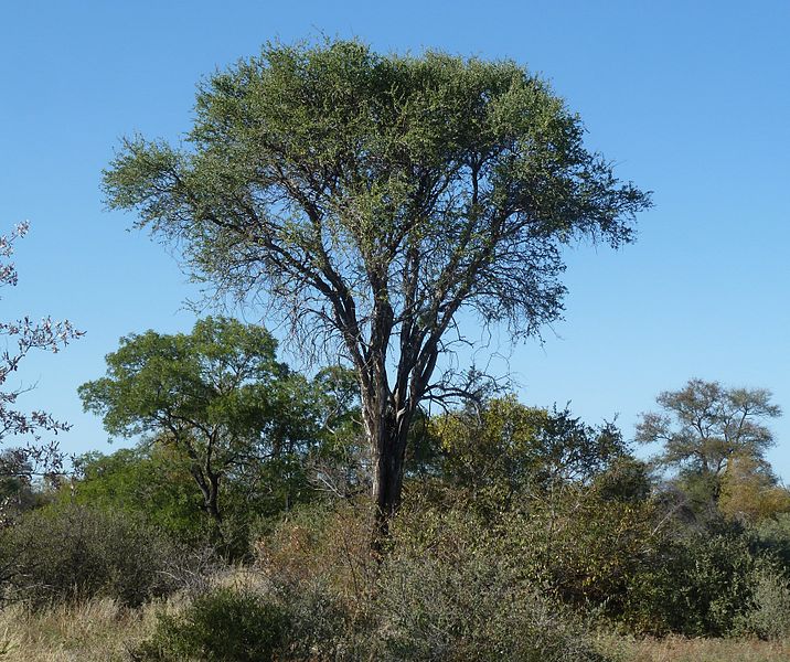 File:Boscia albitrunca, habitus, Steenbokpan, c.jpg