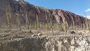 Bosque de cactus de Judío Pampa.jpg