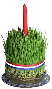 Croatian wheat grass, planted on St. Lucy's, used for Christmas candles Bozicna psenica.jpg