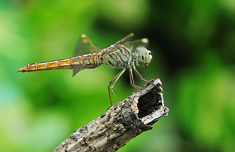 ♀ Brachythemis contaminata (Ditch Jewel)