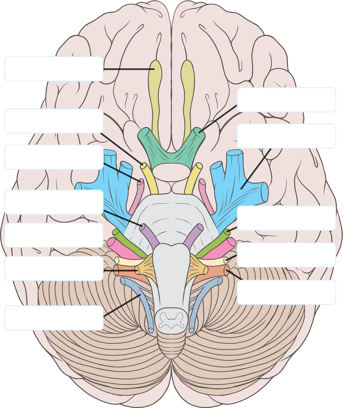 脳神経 Wikipedia