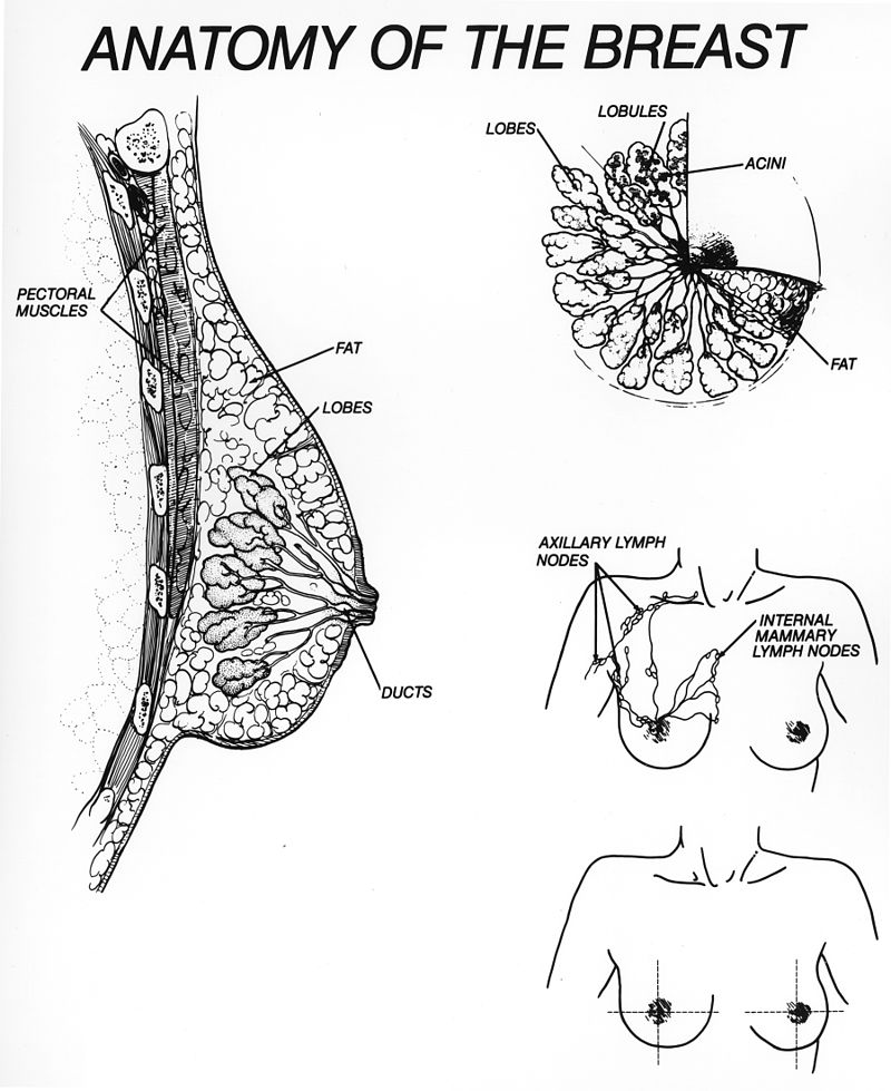 Breast Anatomy Diagram