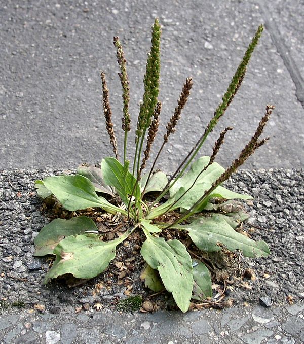 Подорожник нашли. Подорожниковые (Plantaginaceae). Подорожник большой. Plantago Major. Семейство Подорожниковые подорожник большой.