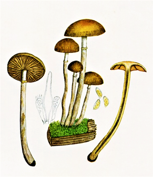 File:Bresadola - Pholiota marginata.png