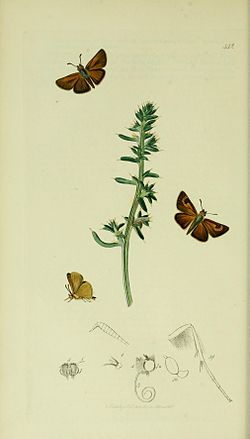 Britishentomologyvolume5Plate442. jpg