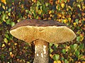 Leccinum scabrum