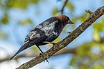 Thumbnail for File:Brown headed cowbird male in JBWR (25493).jpg