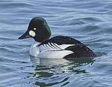 Bucephala clangula m Humber Bay Park Toronto.jpg