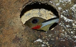 Buff-necked Woodpecker (Meiglyptes tukki) (8686299407) (cropped).jpg
