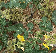 Buffalo berry (Solanum rostratum) prickly fruits