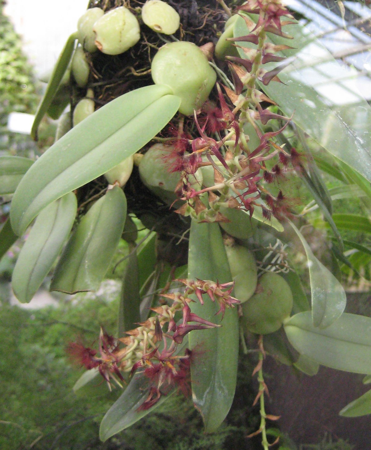 BULBOPHYLLUM BARBIGERUM ORCHID SPECIES BLOOMING SIZE HAIRY FLOWERS