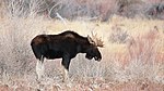 Bull moose on Seedskadee National Wildlife Refuge (37881467065).jpg