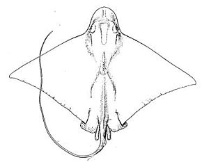 Beskrivelse af Bullnose ray.jpg-billede.