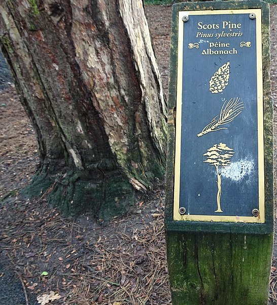 File:Bushy Park, Dublin -146451 (45754712924).jpg