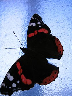 Butterfly-vulcan-papillon-vulcain-vanessa-atalanta-3.jpg
