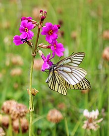 Butterfly foraging for nectar from a flower in the Chinese Himalayas Butterfly with Flower.jpg