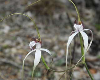 <i>Caladenia longicauda</i> Species of orchid