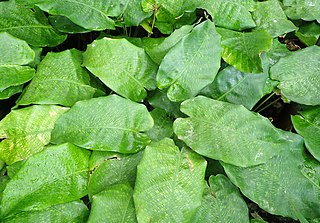 <i>Goeppertia kegeljanii</i> Species of plant