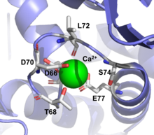 Calcium binding site within the N-terminal domain of citrin (PDB 4P5W). Calcium Binding to Citrin.png