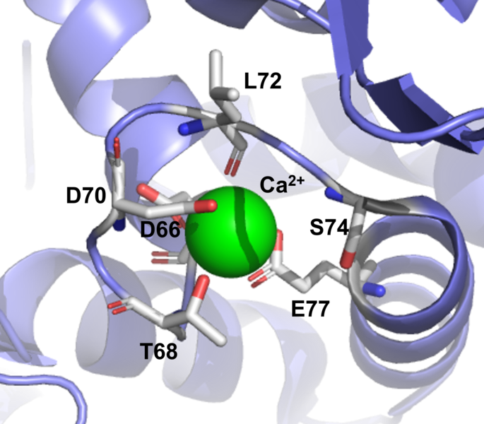 File:Calcium Binding to Citrin.png
