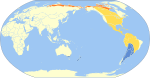 Calidris melanotos – Verbreitung