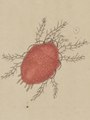 Caligonus - Print - Iconographia Zoologica - Special Collections University of Amsterdam - UBAINV0274 071 03 0011 (cropped).tif
