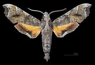 <i>Callionima calliomenae</i> Species of moth