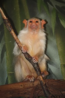 Callithrix argentata at the Bronx Zoo 02.jpg