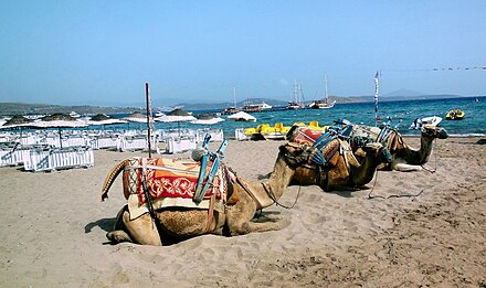 On Camel Beach