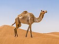 * Nomination Camel walking on the Rub al Khali. By User:Darthjipsu --Yann 10:55, 4 April 2024 (UTC) * Promotion  Support Good quality. --MB-one 14:31, 4 April 2024 (UTC)