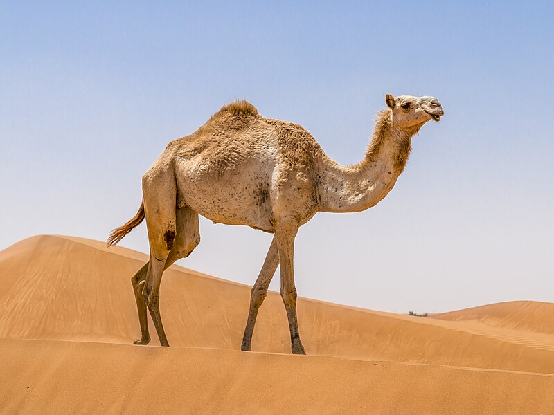 File:Camel walking on the Rub al Khali.jpg