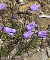 flowers and leaves