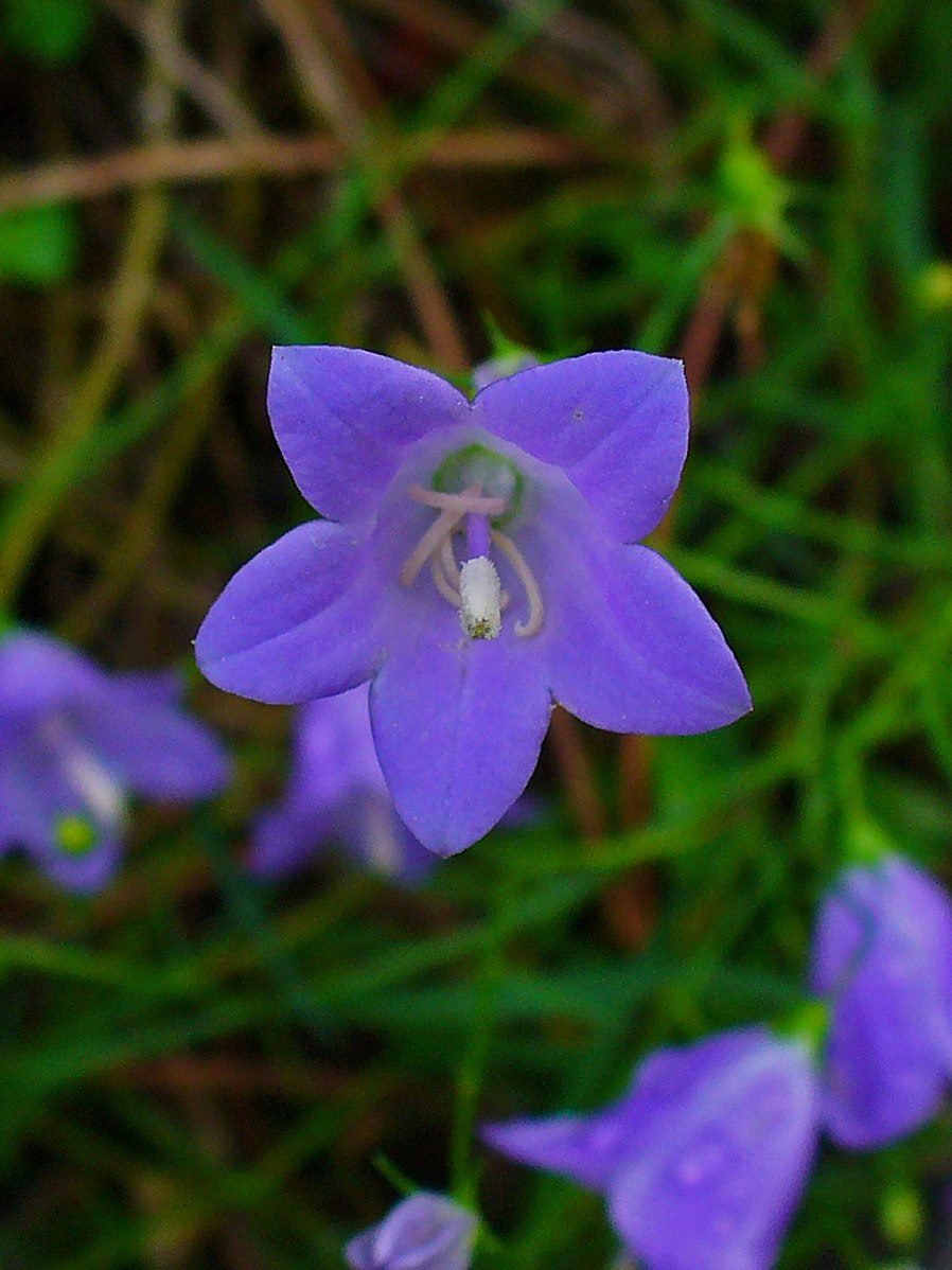 Campanula rotundifolia