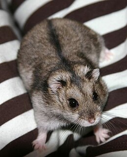 Campbells dwarf hamster Species of mammal