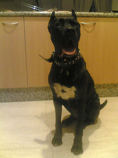 File:CaneCorso (8).jpg