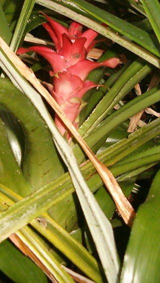 <i>Canistropsis microps</i> Species of flowering plant